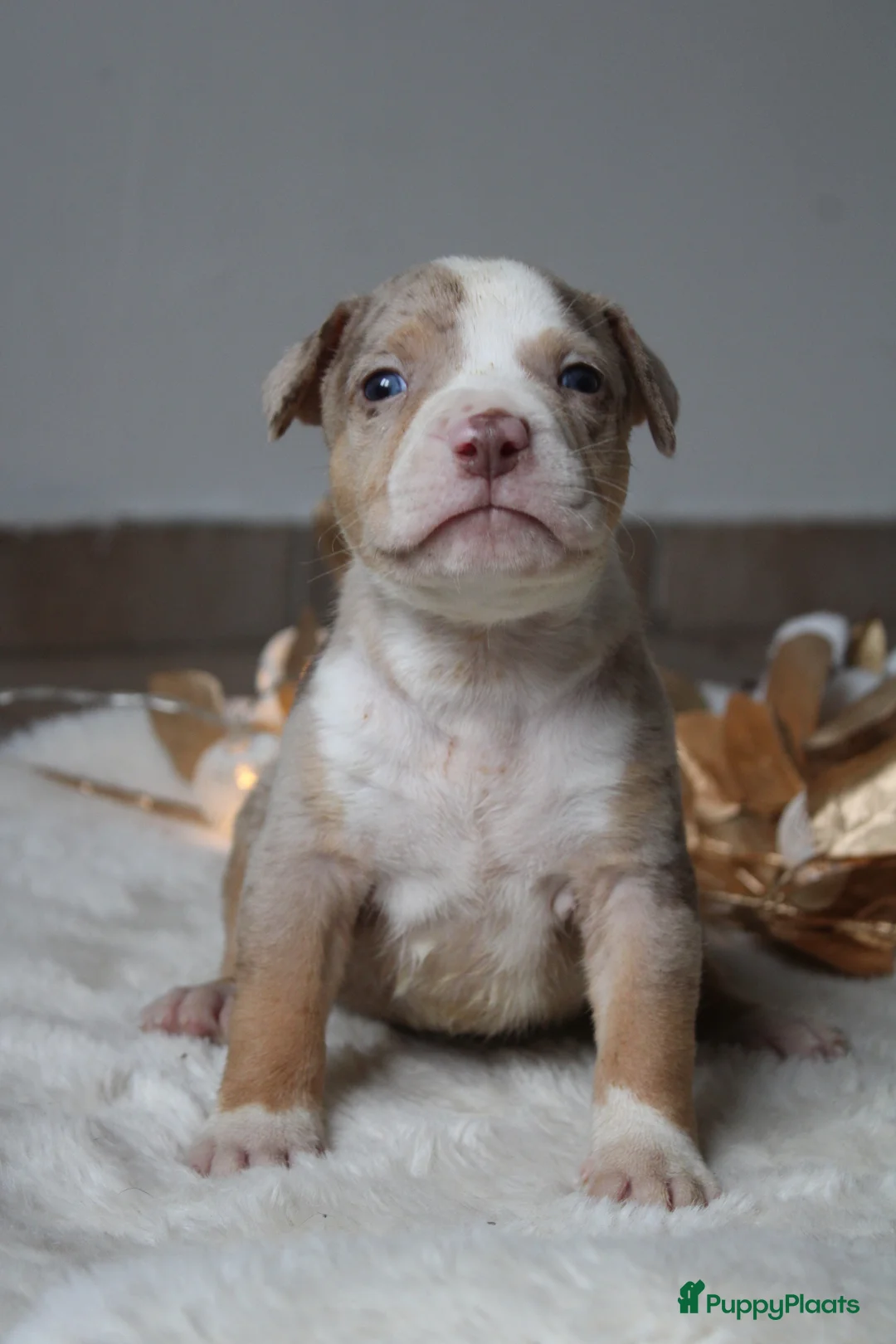 Amerikaanse Bully honden te koop: American Bully pups Abkc België  - Advertentie 19