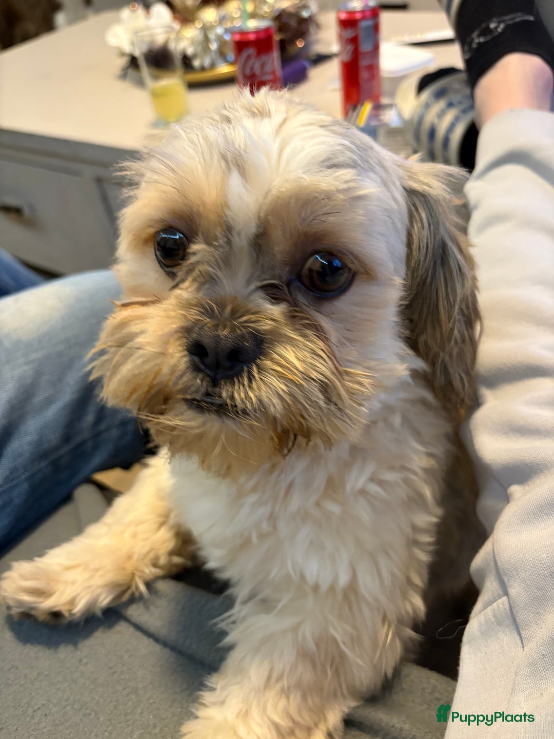 Shih Tzu honden te koop: Puppies verwacht - Advertentie 3