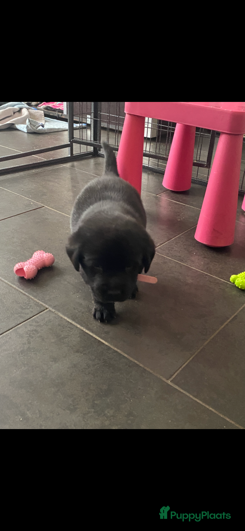 Labrador Retriever honden te koop: Labrador pup met stamboom - Advertentie 9
