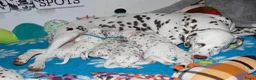 Dalmatiër honden te koop: Dalmatier pups - Advertentie 5