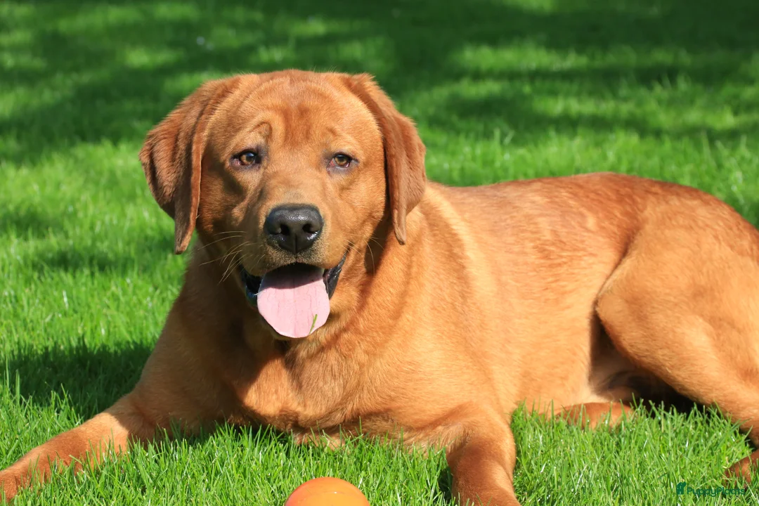 Labrador Retriever honden ter dekking: Prachtige Fox Red staat ter dekking - Advertentie 7