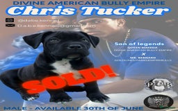Amerikaanse Bully honden te koop: American Bully XL Puppies - Afbeelding 3