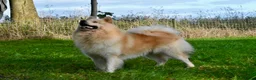 Kruising honden te koop: Pup Eurasiër / Herdermix - Advertentie 7