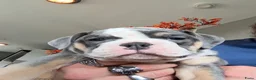 Old English Bulldog honden te koop: Prachtige Bulldog puppies - Advertentie 30