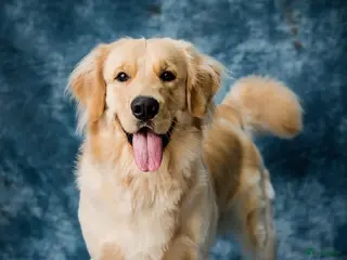 Maltezer honden Tests - Advertentie 1