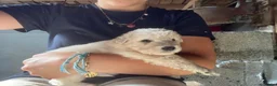 Berghond van de Maremmen en Abruzzen honden te koop: Super lieve en mooie puppies Erf/Vee/Gezindshond in Weerselo - Advertentie 5