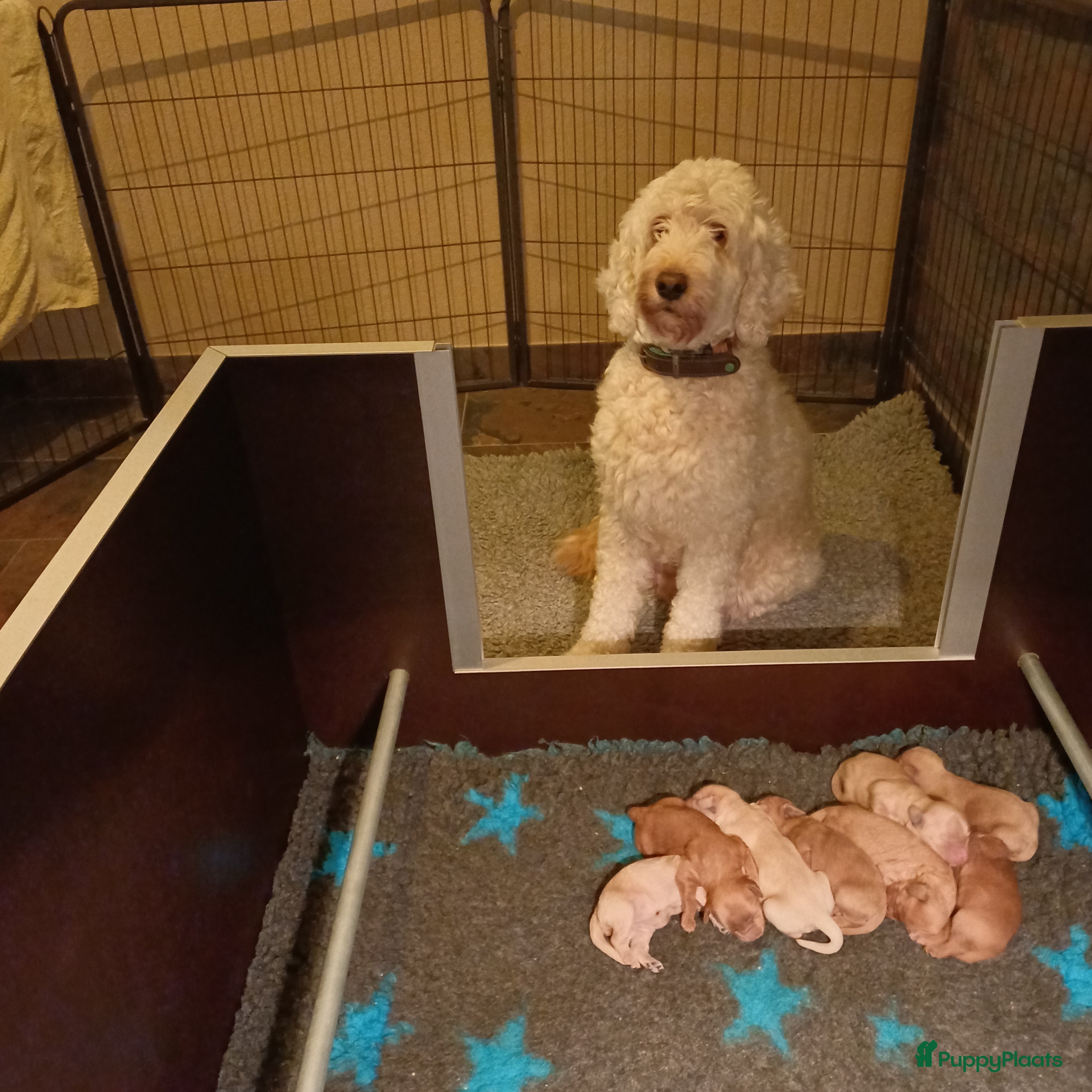 Labradoodle honden Prachtige multigen labradoodle pups - Advertentie 2