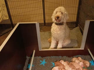 Labradoodle honden te koop: Prachtige multigen labradoodle pups - Advertentie 1