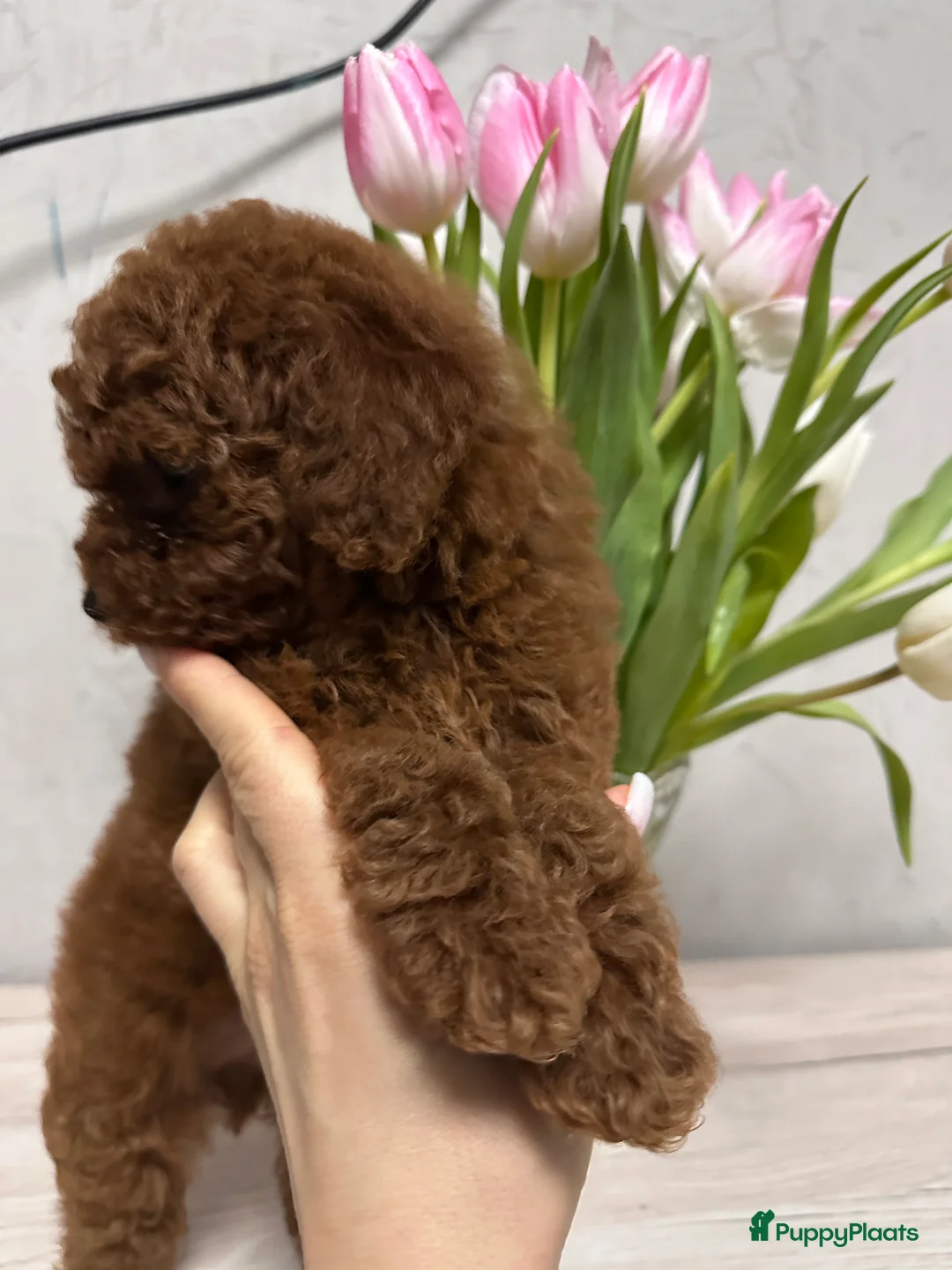 Poedel Toy honden te koop: Schattige Toy Poedel puppy’s in rode (red) kleur - Advertentie 3