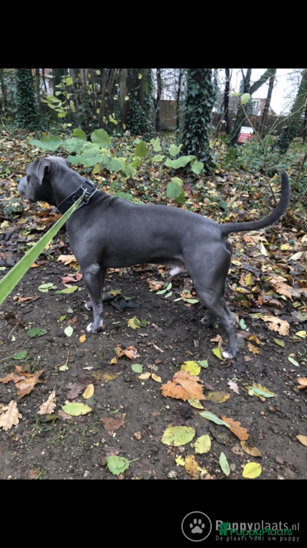 American Staffordshire Terriër honden ter dekking: Dekreu Amstaff (40KG) in Breda - Advertentie 9