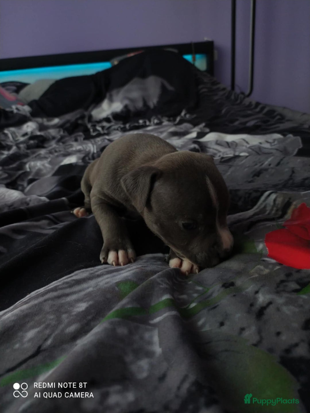 American Staffordshire Terriër honden te koop: American Staffordshire Terrier  - Afbeelding 6