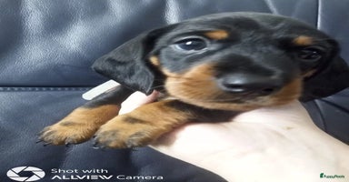 Teckel (korthaar)  honden - Advertentie 1