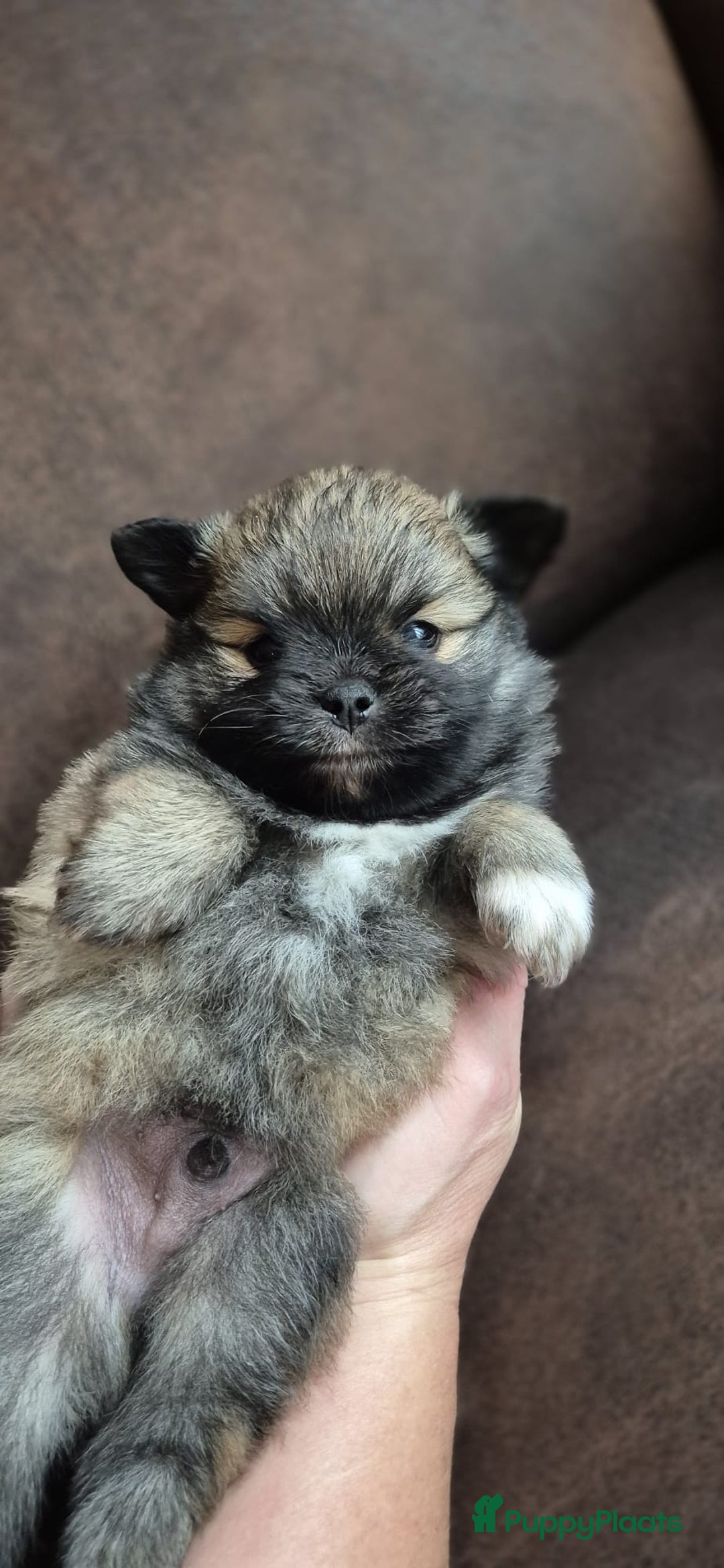 Kruising honden te koop: 3 reutjes - Advertentie 31