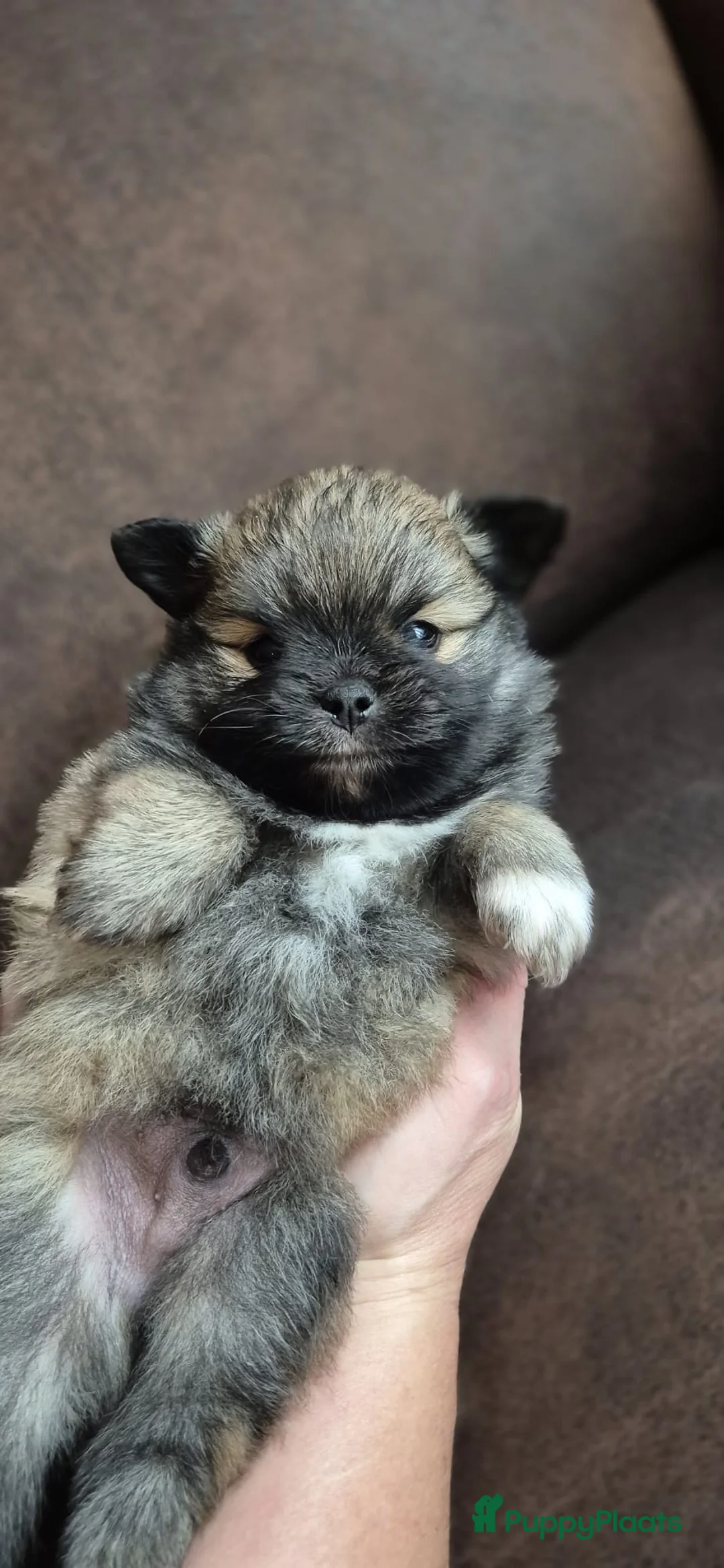 Kruising honden te koop: 3 reutjes - Advertentie 31