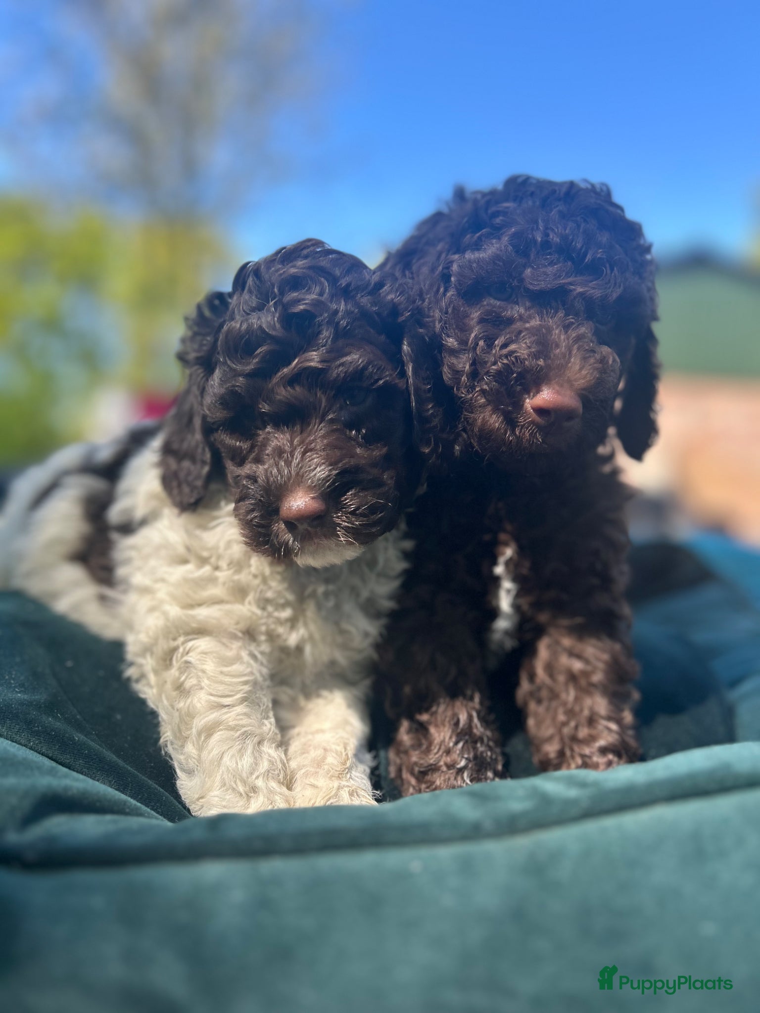 Australian Labradoodle honden Geweldig bruine medium Australian Labradoodle pups - Advertentie 1