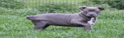 American Staffordshire Terriër honden te koop: Amerikaanse Stafford pup - Advertentie 3