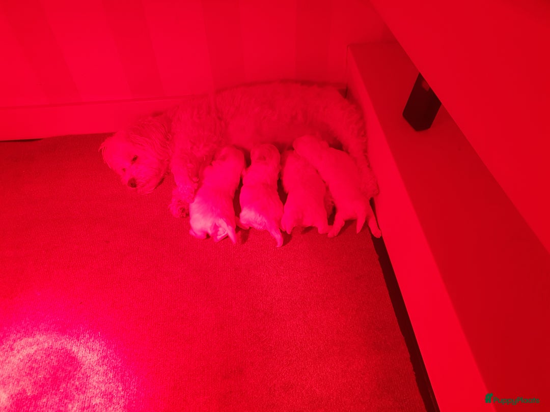 Maltipoo honden te koop: Maltipoo - Advertentie 9