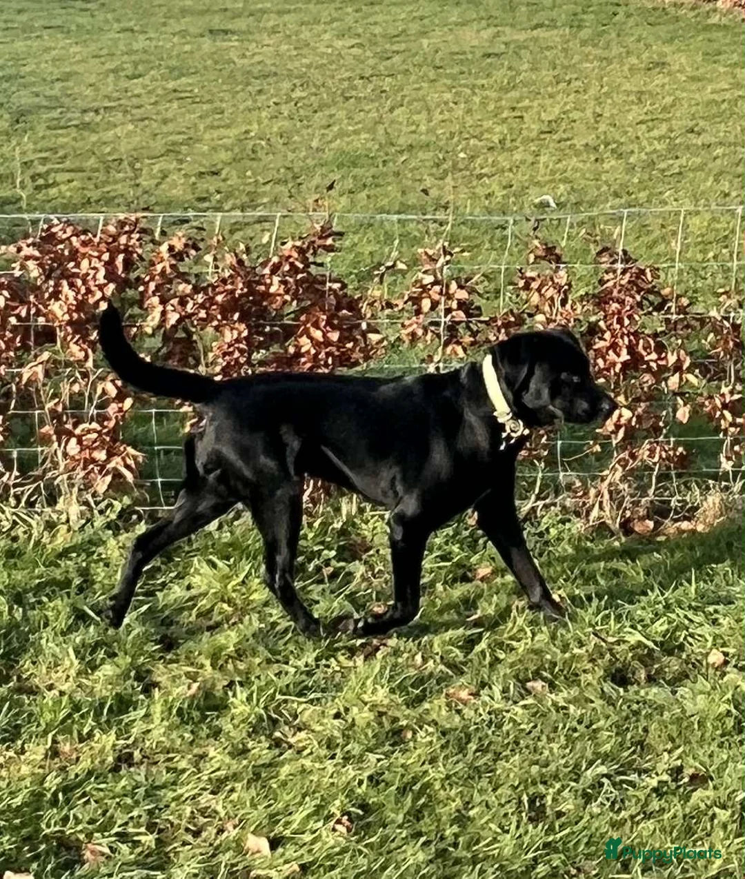 Kruising honden te koop: Lieve puppies te koop - Advertentie 9