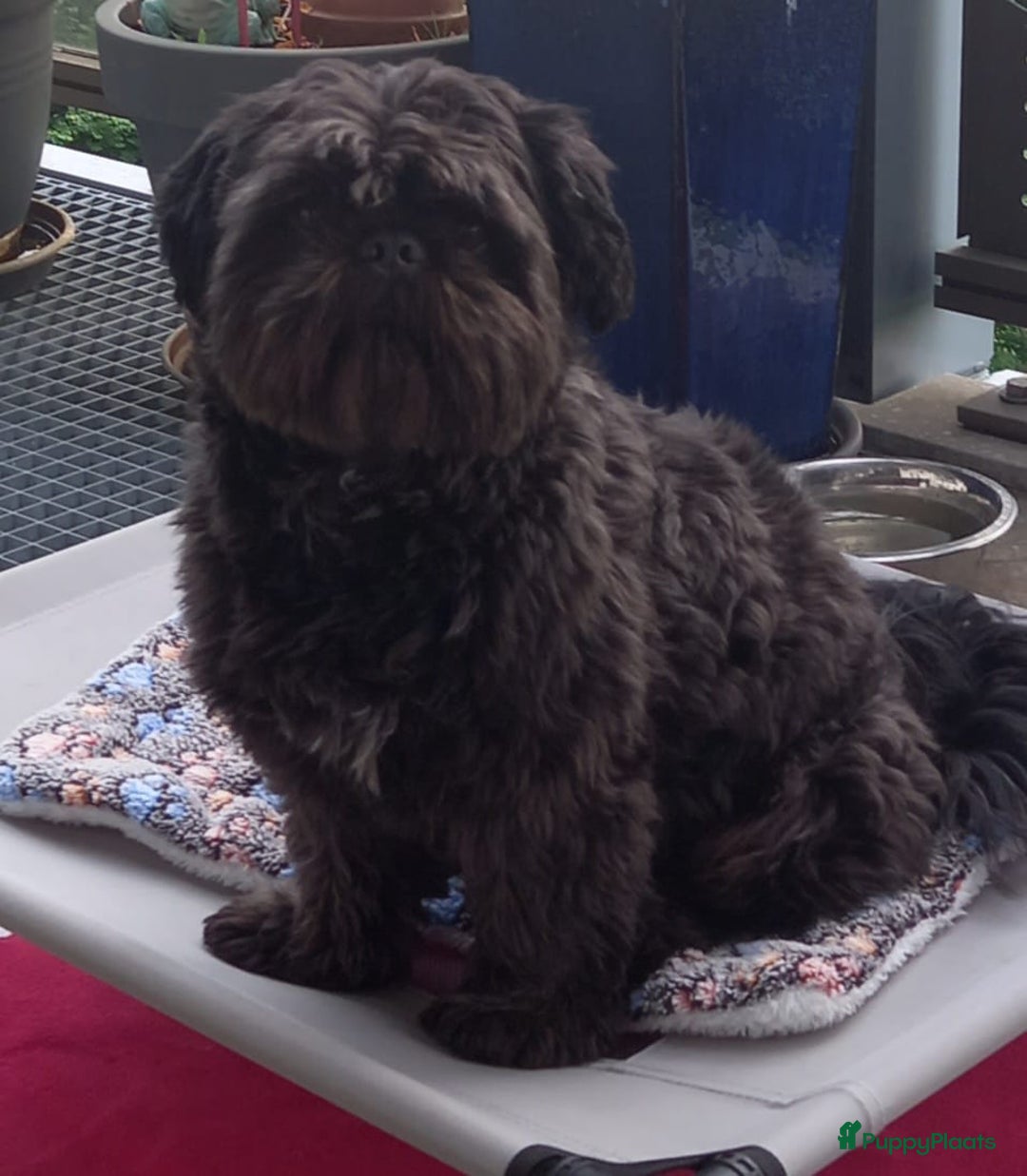 Boomer honden te koop: 4 prachtige boomerpups bes6 - Afbeelding 6