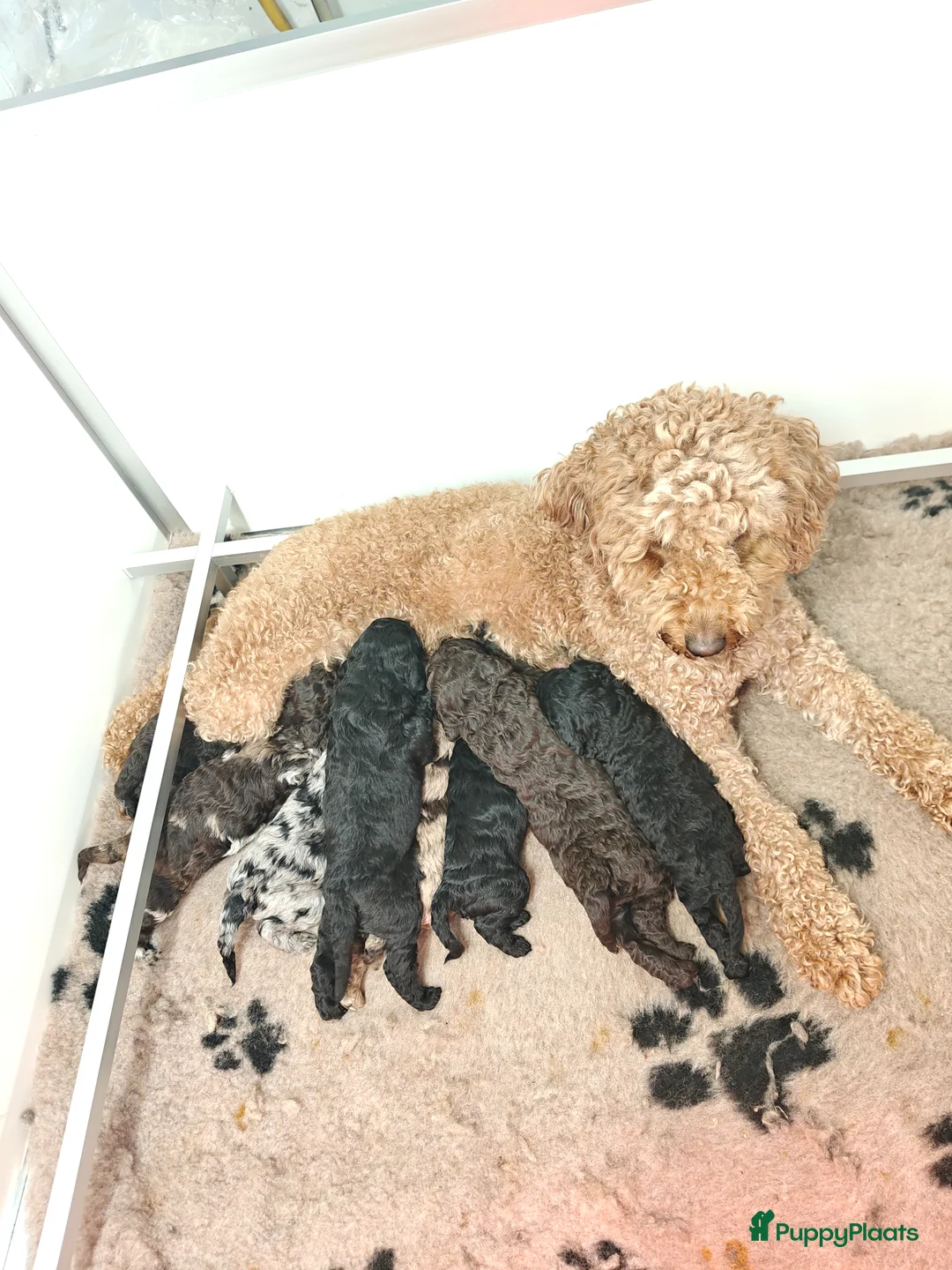 Kruising honden te koop: Prachtig nestje multigen medium doodles - Advertentie 1
