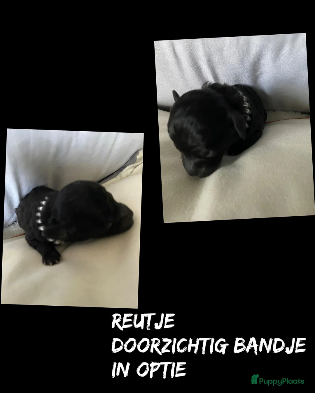 Dwergpoedel honden te koop: Dwergpoedel - Advertentie 10