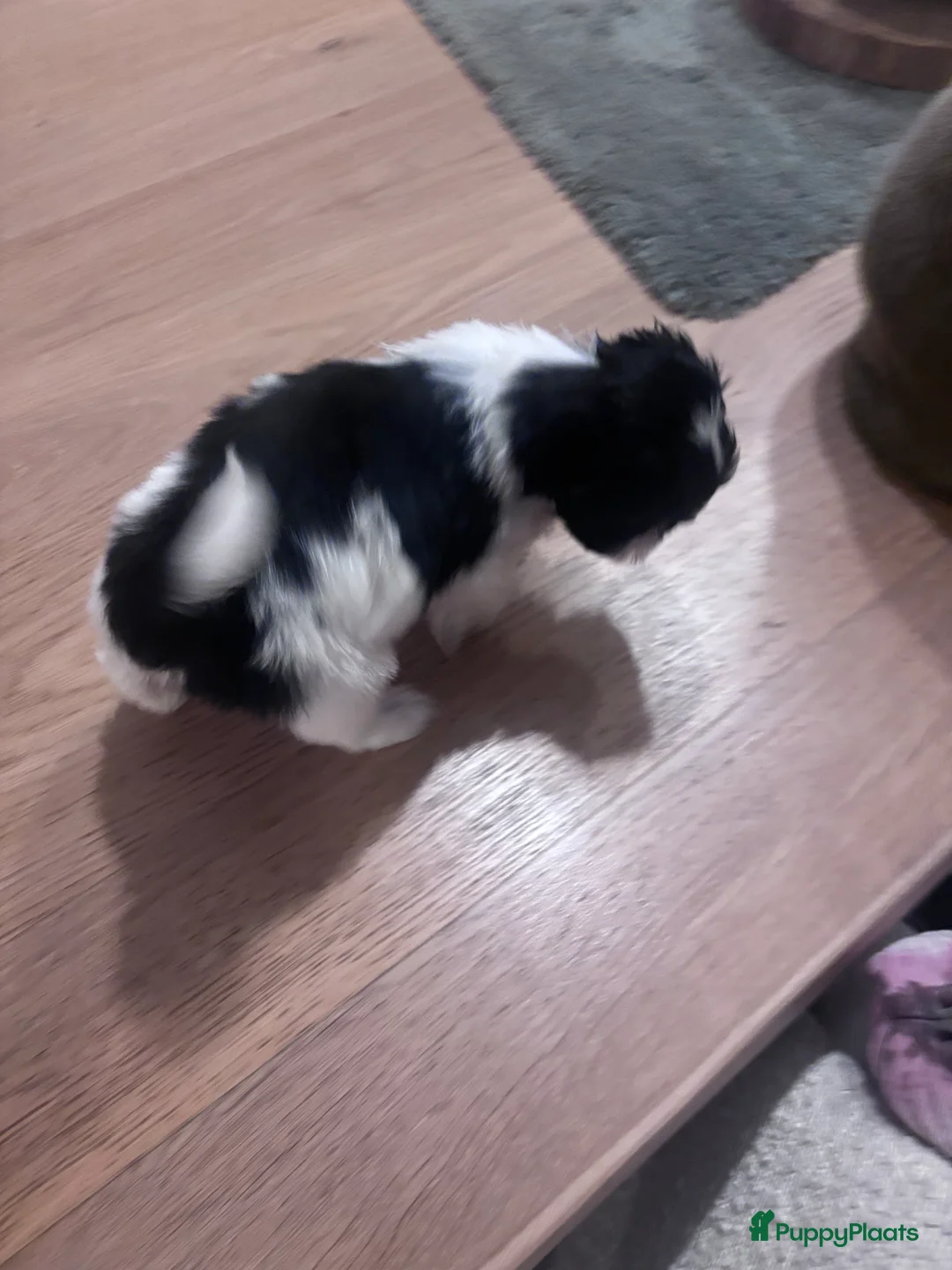 Shih Tzu honden te koop: Shih tzu teefje speels lief aanhankelijk - Advertentie 4