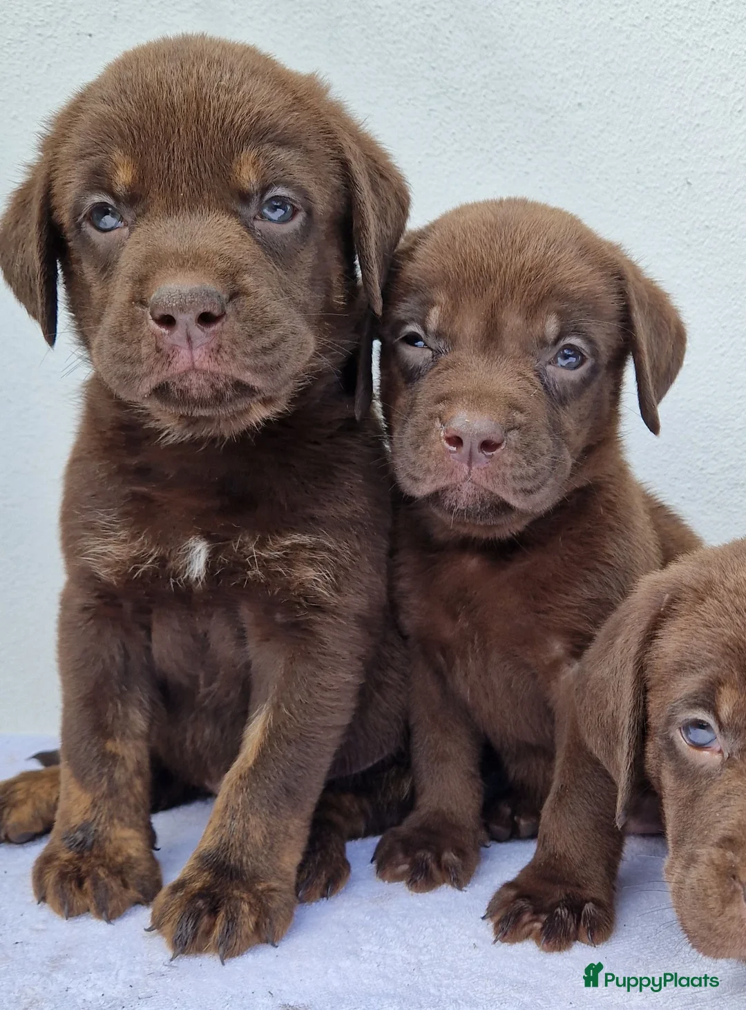 Kruising honden te koop: Kruising bullador x labrador - Advertentie 2