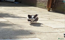Pomsky honden te koop: Pomsky reutje Sunnie in Weert - Afbeelding 5