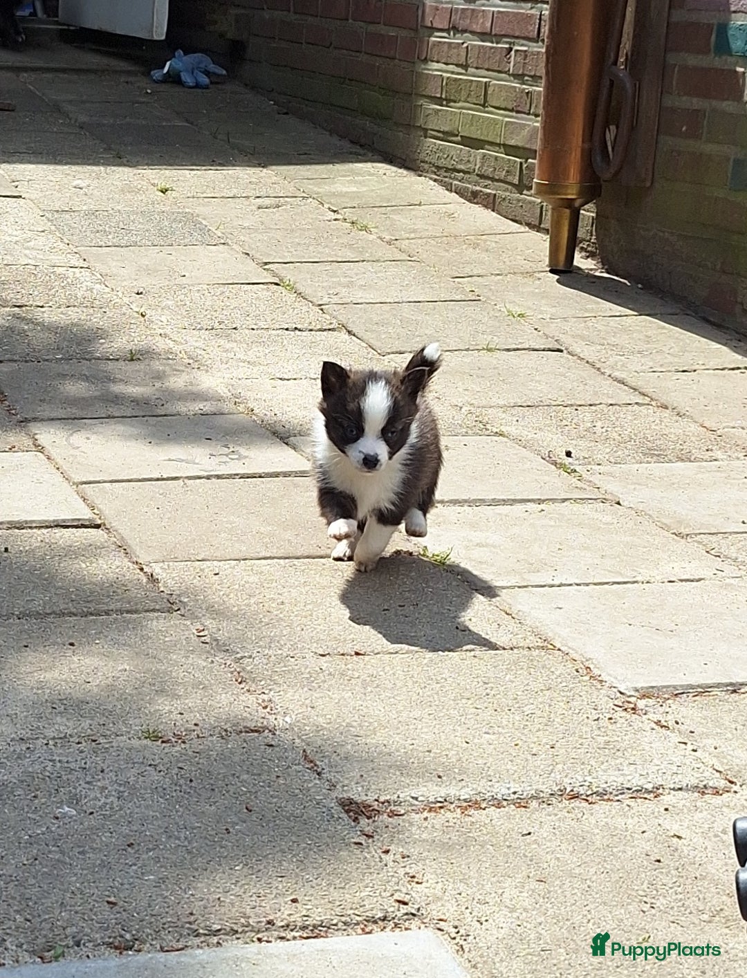 Pomsky honden te koop: Pomsky reutje Sunnie in Weert - Afbeelding 5