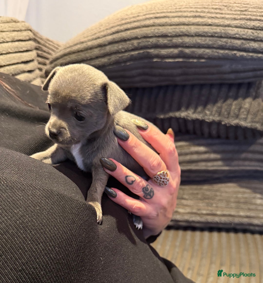 Chihuahua honden te koop: Te koop chihuahua pups - Advertentie 3