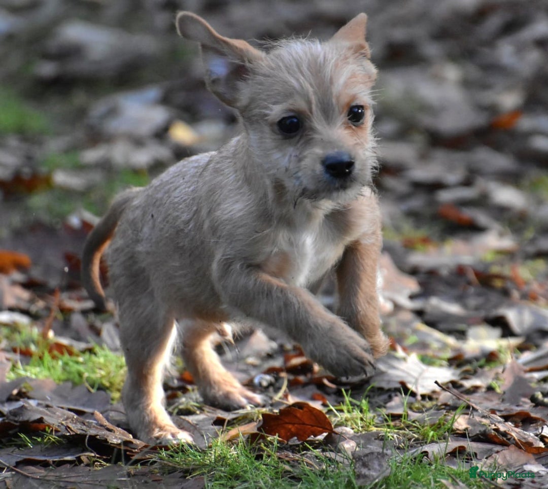 Boomer honden te koop: Super leuke zeer vrije Boomer pups - Advertentie 8