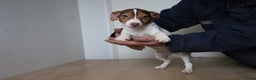 Jack Russel Terriër honden te koop: Mega Mooie jacks te koop - Advertentie 1
