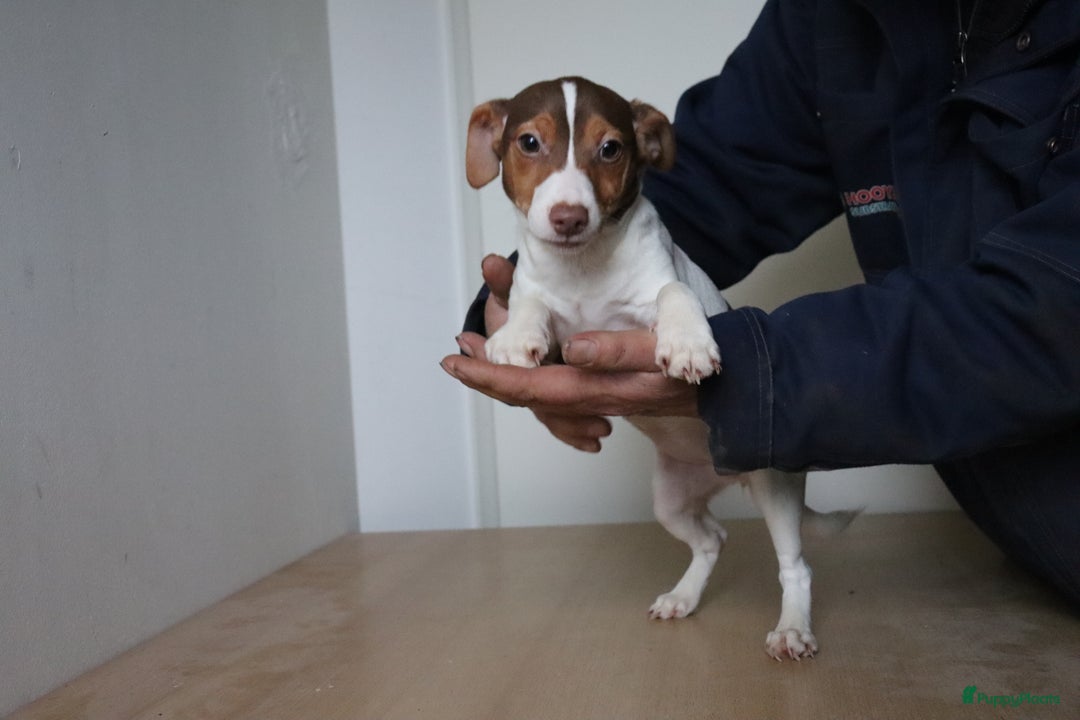 Jack Russel Terriër honden te koop: Mega Mooie jacks te koop - Advertentie 1