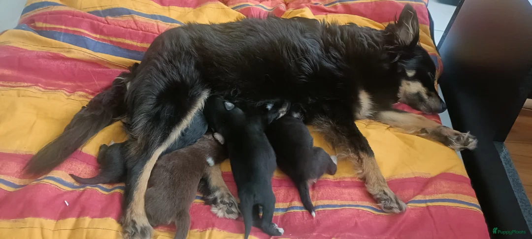 Kruising honden te koop: 3 aanhankelijke mix hondjes reutjes  - Advertentie 15