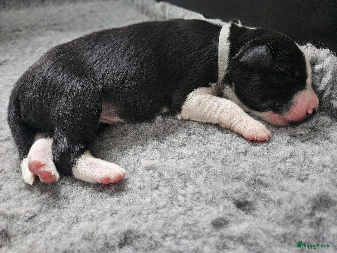 Border Collie honden te koop: Border collie pups - Advertentie 6