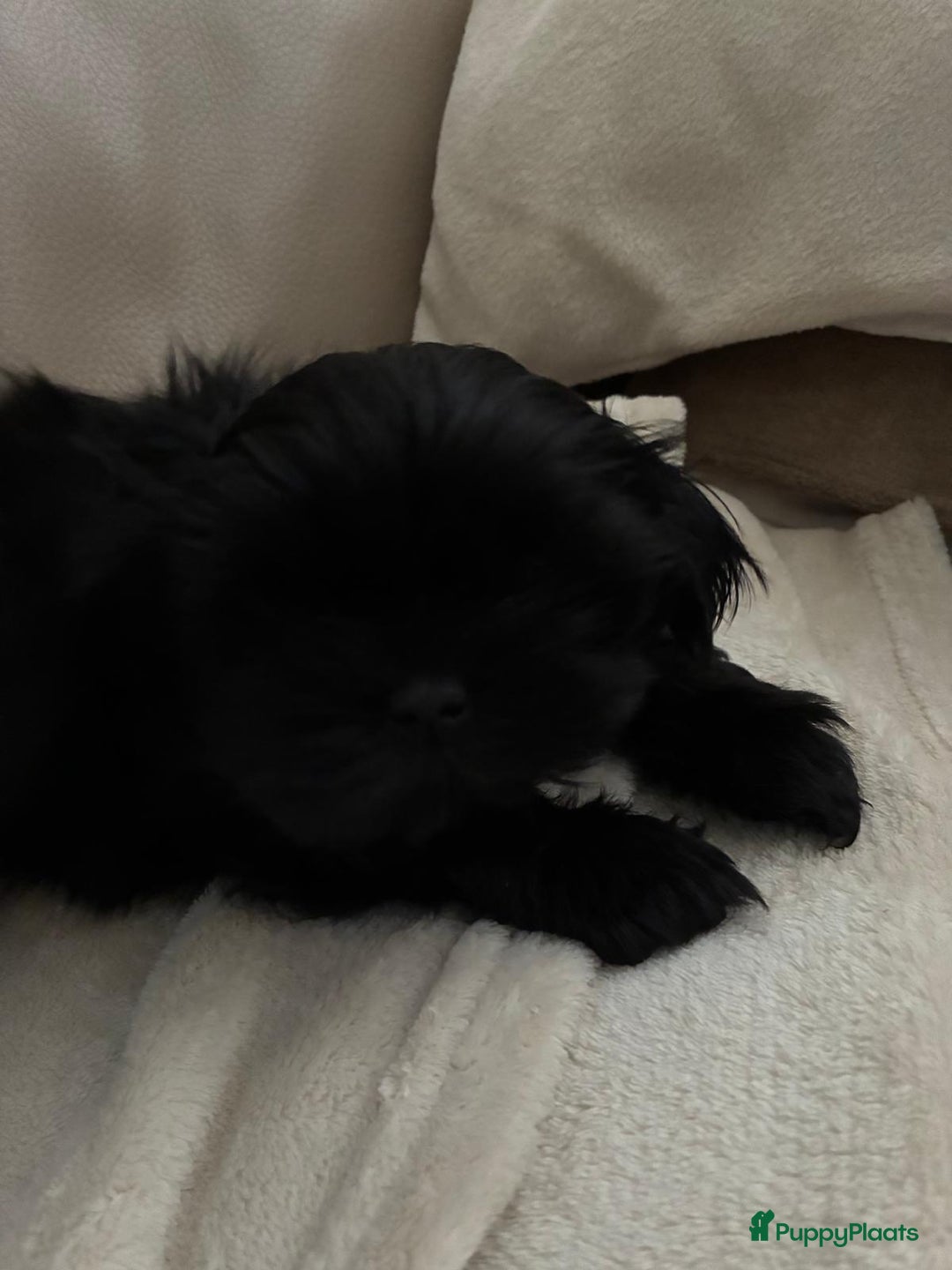 Shih Tzu honden te koop: Shih tzu pups  - Advertentie 2