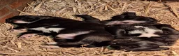 Kruising honden te koop: Kruising pups in Ljussens - Advertentie 9