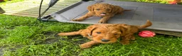 Australian Labradoodle honden te koop: Prachtig nest labradoodles (medium) - Advertentie 10