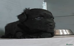 Mexicaanse Naakthond honden te koop: Mexicaanse Naakthond Miniatuur, Xolo, met vacht - Afbeelding 13