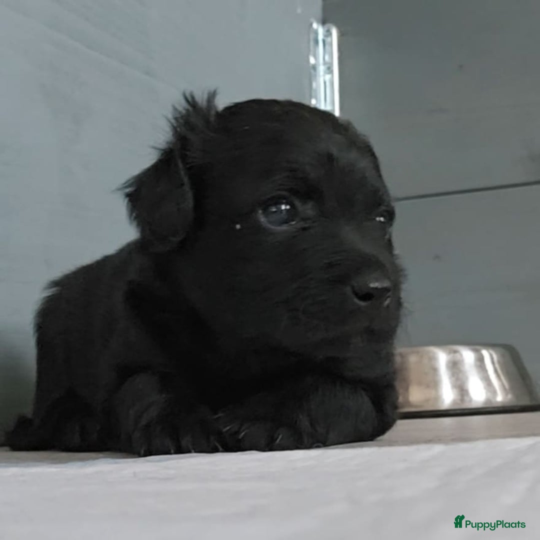 Mexicaanse Naakthond honden te koop: Mexicaanse Naakthond Miniatuur, Xolo, met vacht - Afbeelding 13