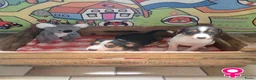 Boerenfox honden te koop: mooie 100% Boerenfox pups - Advertentie 4
