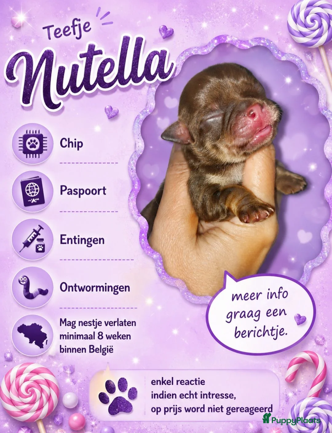 Chihuahua honden te koop: Mooie chihuahua pups - Advertentie 1