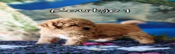 Kruising honden te koop: Bischpoo/Poochon pups te koop  - Advertentie 16