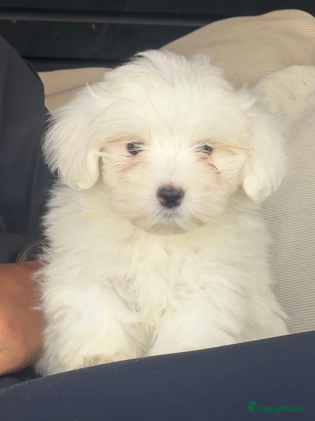 Maltezer honden te koop: Maltezer pups  - Advertentie 24
