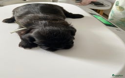 Shih Tzu honden te koop: Shih Tzu puppy's België - Afbeelding 6