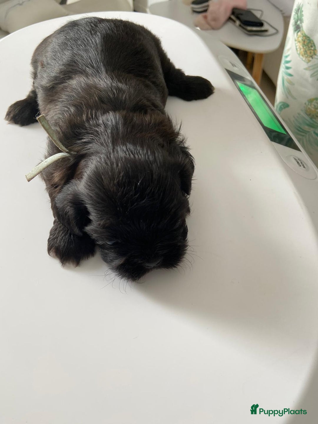 Shih Tzu honden te koop: Raszuivere Shih Tzu puppy's België - Afbeelding 4