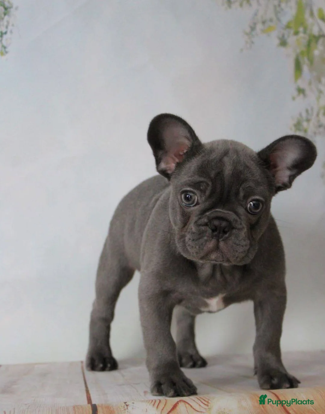 Franse Bulldog honden te koop: Franse Bulldog pups - Advertentie 2