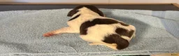 Engelse Springer Spaniel honden te koop: Engelse springer spaniël pups FCI stamboom - Advertentie 5
