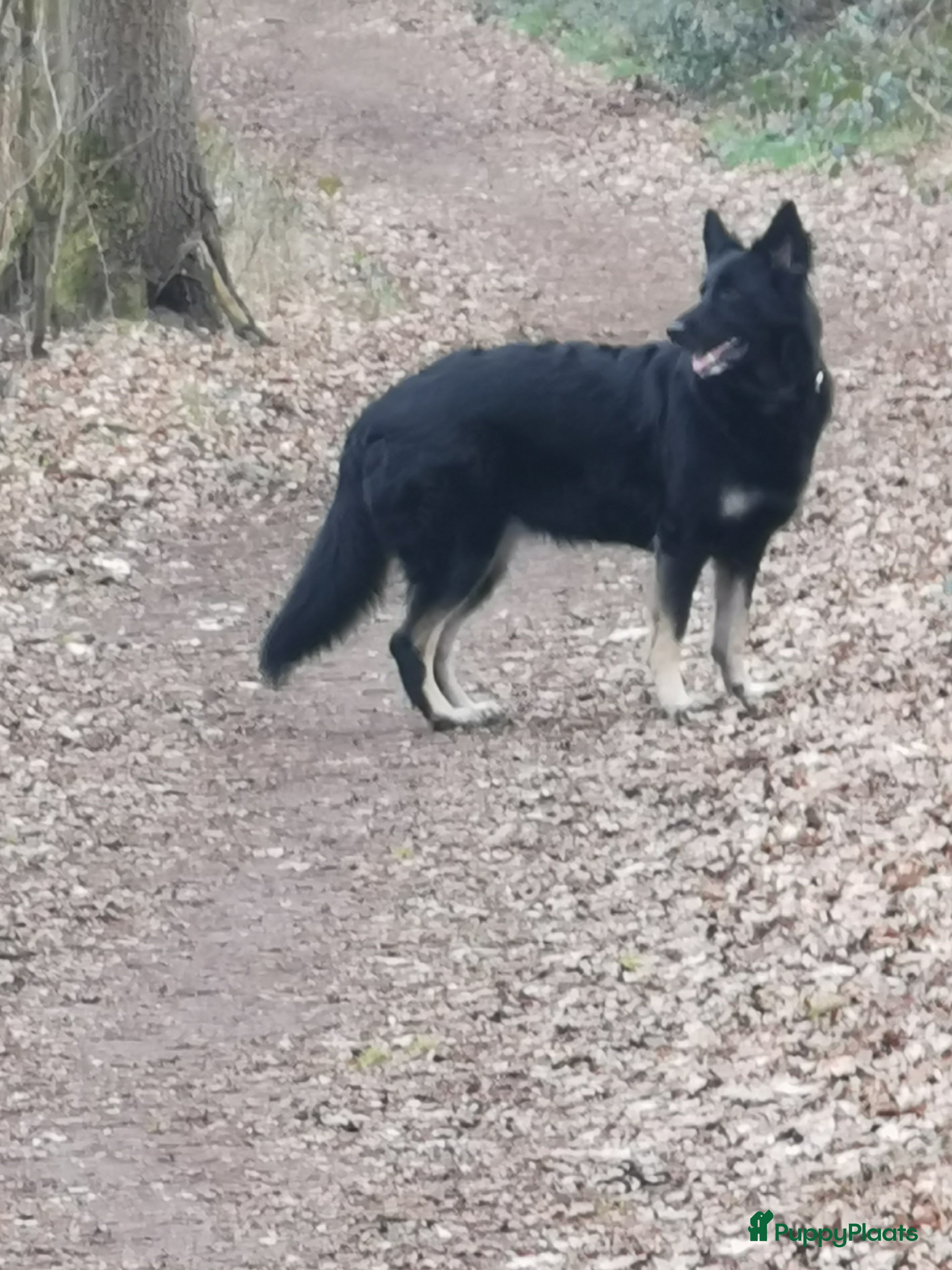 Duitse Herder honden ZWARTE OUD DUITSE HERDER PUPPY - Advertentie 3