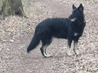 Duitse Herder honden ZWARTE OUD DUITSE HERDER PUPPY - Advertentie 1